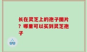 长在灵芝上的孢子图片？哪里可以买到灵芝孢子