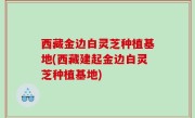 西藏金边白灵芝种植基地(西藏建起金边白灵芝种植基地)