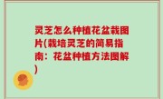 灵芝怎么种植花盆栽图片(栽培灵芝的简易指南：花盆种植方法图解)