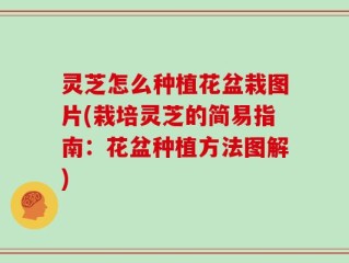 灵芝怎么种植花盆栽图片(栽培灵芝的简易指南：花盆种植方法图解)