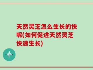 天然灵芝怎么生长的快呢(如何促进天然灵芝快速生长)