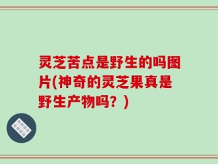 灵芝苦点是野生的吗图片(神奇的灵芝果真是野生产物吗？)