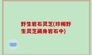 野生岩石灵芝(珍稀野生灵芝藏身岩石中)