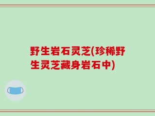 野生岩石灵芝(珍稀野生灵芝藏身岩石中)