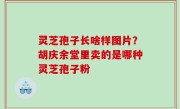 灵芝孢子长啥样图片？胡庆余堂里卖的是哪种灵芝孢子粉