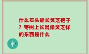 什么石头能长灵芝孢子？枣树上长出像灵芝样的东西是什么