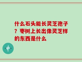 什么石头能长灵芝孢子？枣树上长出像灵芝样的东西是什么