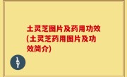 土灵芝图片及药用功效(土灵芝药用图片及功效简介)