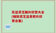 花盆灵芝图片欣赏大全(精致灵芝盆景照片欣赏合集)