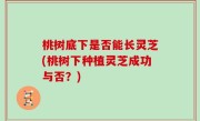 桃树底下是否能长灵芝(桃树下种植灵芝成功与否？)