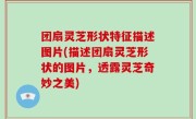 团扇灵芝形状特征描述图片(描述团扇灵芝形状的图片，透露灵芝奇妙之美)