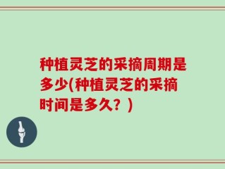 种植灵芝的采摘周期是多少(种植灵芝的采摘时间是多久？)
