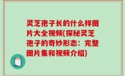 灵芝孢子长的什么样图片大全视频(探秘灵芝孢子的奇妙形态：完整图片集和视频介绍)