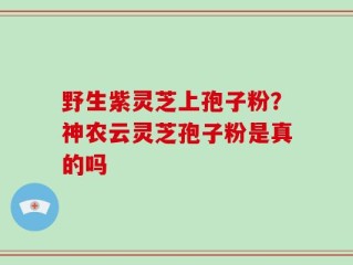 野生紫灵芝上孢子粉？神农云灵芝孢子粉是真的吗
