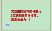 灵芝搭配推荐药材图片(灵芝匹配药材推荐，提高免疫力！)