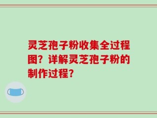 灵芝孢子粉收集全过程图？详解灵芝孢子粉的制作过程？