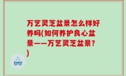 万艺灵芝盆景怎么样好养吗(如何养护良心盆景——万艺灵芝盆景？)