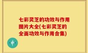 七彩灵芝的功效与作用图片大全(七彩灵芝的全面功效与作用合集)