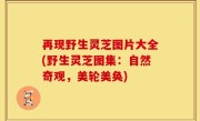 再现野生灵芝图片大全(野生灵芝图集：自然奇观，美轮美奂)