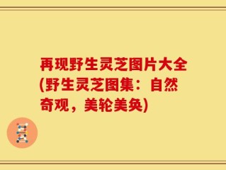 再现野生灵芝图片大全(野生灵芝图集：自然奇观，美轮美奂)