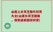 山崖上长灵芝图片欣赏大全(山崖长灵芝图集，视觉盛宴越你欣赏)