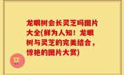龙眼树会长灵芝吗图片大全(鲜为人知！龙眼树与灵芝的完美结合，惊艳的图片大赏)