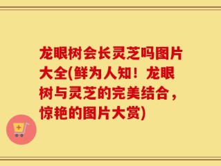 龙眼树会长灵芝吗图片大全(鲜为人知！龙眼树与灵芝的完美结合，惊艳的图片大赏)