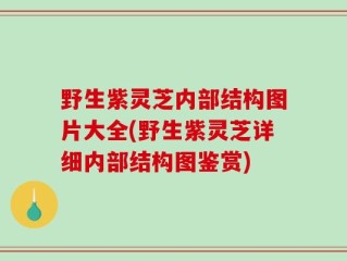 野生紫灵芝内部结构图片大全(野生紫灵芝详细内部结构图鉴赏)