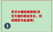 灵芝大棚拍摄视频(灵芝大棚内静谧生长，惊艳摄影作品涌现)