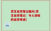 灵芝自然笔记图片(灵芝自然笔记：令人惊叹的自然奇迹)