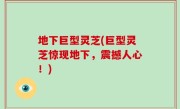 地下巨型灵芝(巨型灵芝惊现地下，震撼人心！)