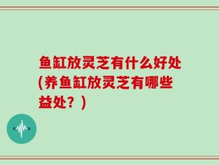 鱼缸放灵芝有什么好处(养鱼缸放灵芝有哪些益处？)