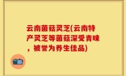 云南菌菇灵芝(云南特产灵芝等菌菇深受青睐，被誉为养生佳品)