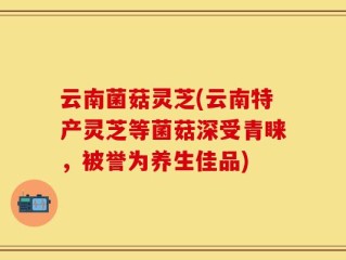 云南菌菇灵芝(云南特产灵芝等菌菇深受青睐，被誉为养生佳品)