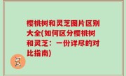 樱桃树和灵芝图片区别大全(如何区分樱桃树和灵芝：一份详尽的对比指南)