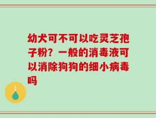幼犬可不可以吃灵芝孢子粉？一般的消毒液可以消除狗狗的细小病毒吗