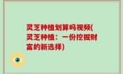灵芝种植划算吗视频(灵芝种植：一份挖掘财富的新选择)