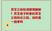 灵芝三萜检测原理图解？灵芝孢子粉里的灵芝三萜和总三萜，说的是一回事吗