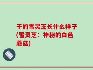 干的雪灵芝长什么样子(雪灵芝：神秘的白色蘑菇)