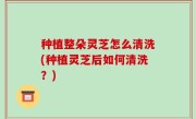 种植整朵灵芝怎么清洗(种植灵芝后如何清洗？)