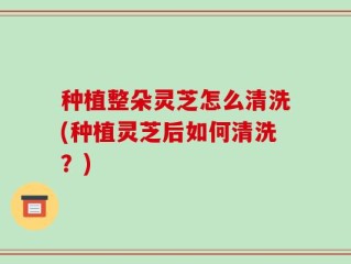 种植整朵灵芝怎么清洗(种植灵芝后如何清洗？)