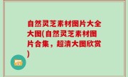 自然灵芝素材图片大全大图(自然灵芝素材图片合集，超清大图欣赏)