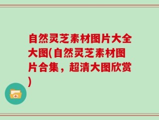 自然灵芝素材图片大全大图(自然灵芝素材图片合集，超清大图欣赏)