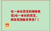吃一米长灵芝的视频真实(吃一米长的灵芝，网友实测能否养生？)