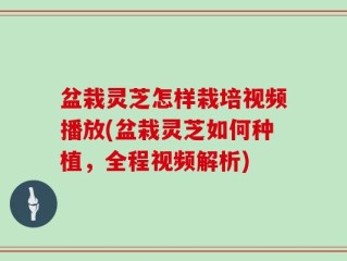 盆栽灵芝怎样栽培视频播放(盆栽灵芝如何种植，全程视频解析)