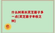 什么树易长灵芝菌子多一点(灵芝菌子丰收之树)