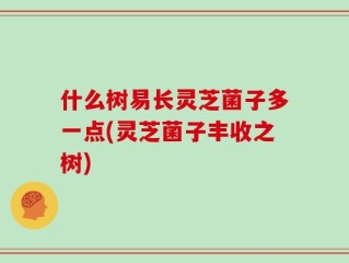 什么树易长灵芝菌子多一点(灵芝菌子丰收之树)