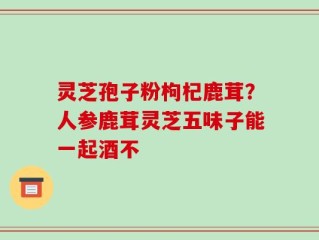 灵芝孢子粉枸杞鹿茸？人参鹿茸灵芝五味子能一起酒不