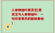 人参侧柏叶黑灵芝(黑灵芝与人参侧柏叶：一对珍贵草药的联袂奏响)