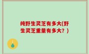 纯野生灵芝有多大(野生灵芝重量有多大？)